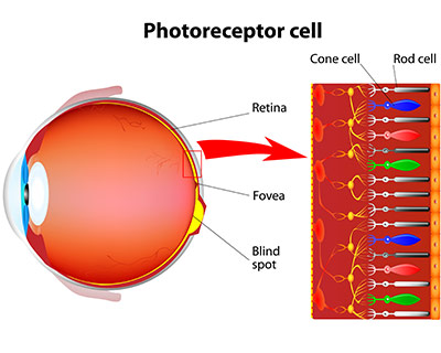 ojo